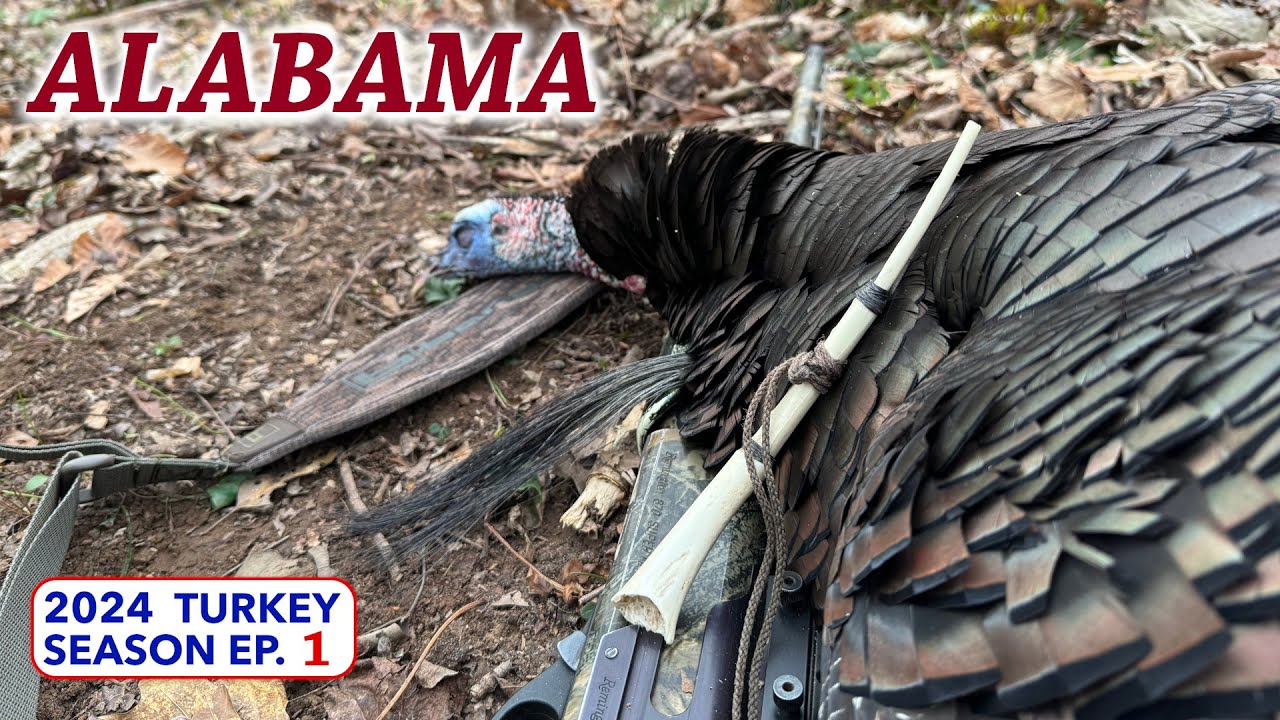 ALABAMA OPENING MORNING '24 - Yelping Gobblers in the Hardwoods
