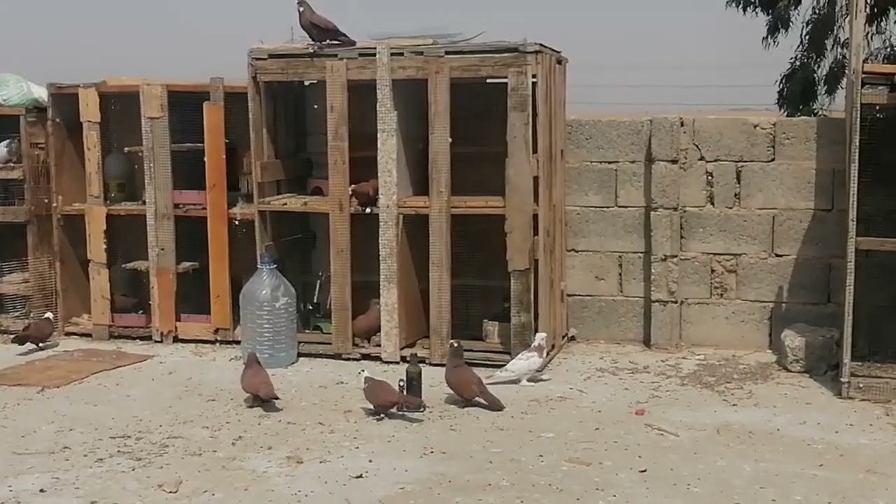 سبب تأخري عن نشر +جبت علاج  واشتريت طيور جديدة 