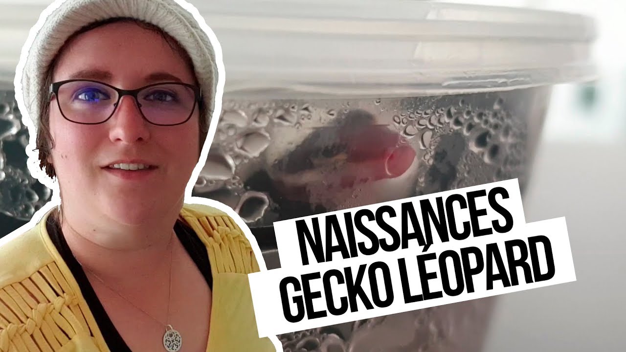 Les bébés geckos 2019 - Instant Gecko