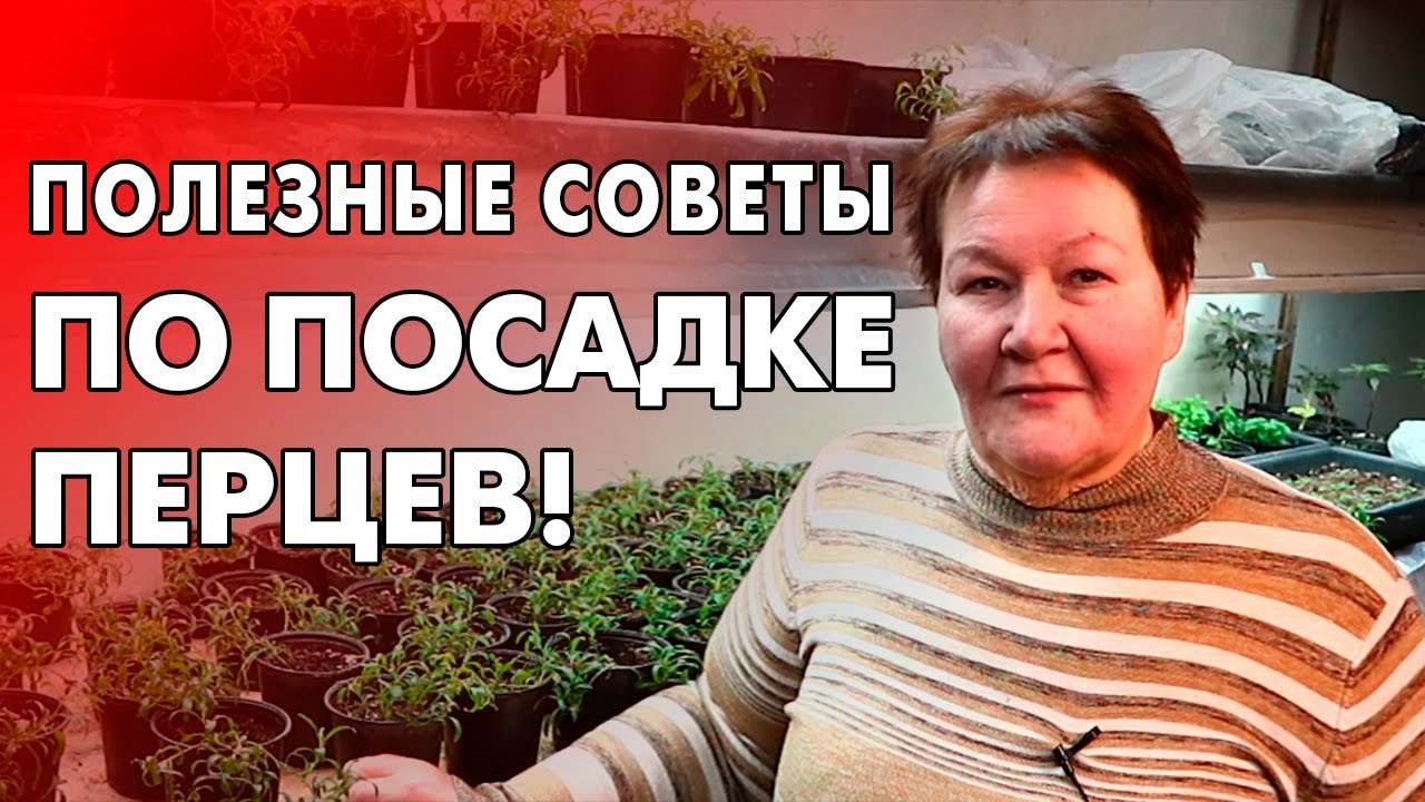 ЛУЧШИЙ метод посадки ПЕРЦЕВ! Отличная всхожесть!