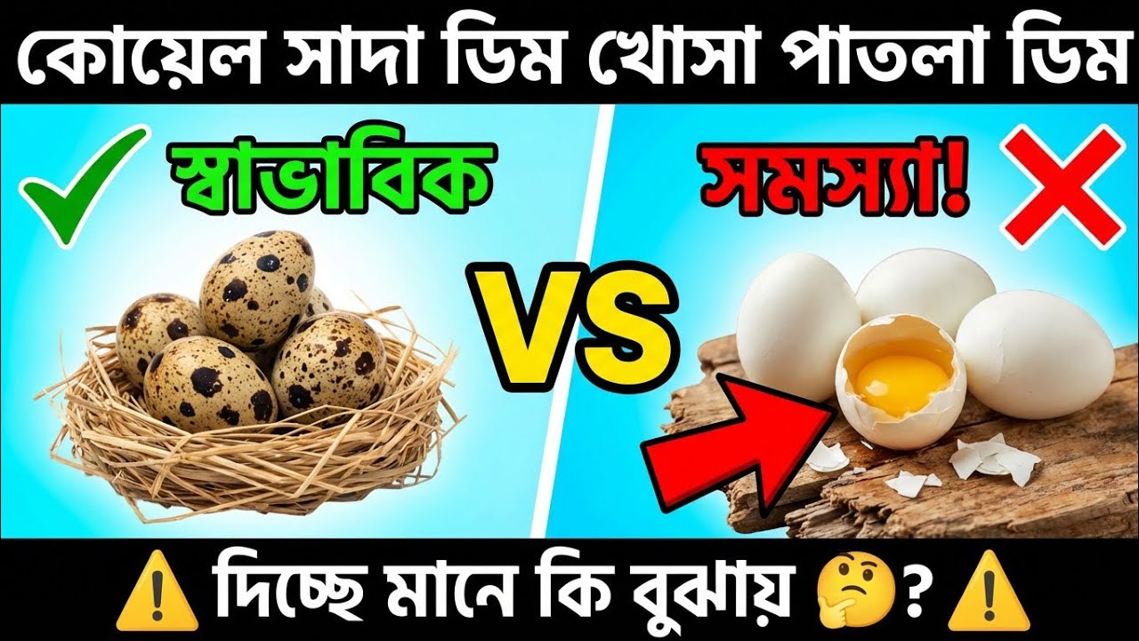 কোয়েল পাখি সাদা খোসা পাতলা ডিম দিচ্ছে মানে কি বুঝায় 🤔? ⚠️ | Quail White Eggs & Thin Shell Problem