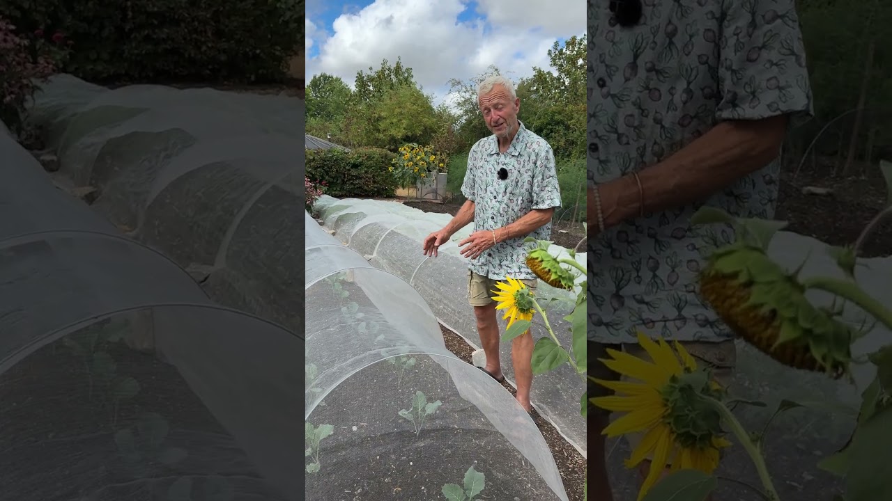 Growing Brassicas Despite Flea Beetles | August Garden Update