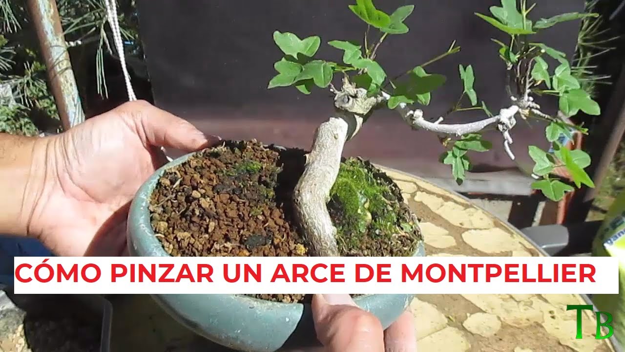 CÓMO PINZAR LOS ARCES MONTPELLIER ֍ ACER MONTPESSULANUM🌳✅