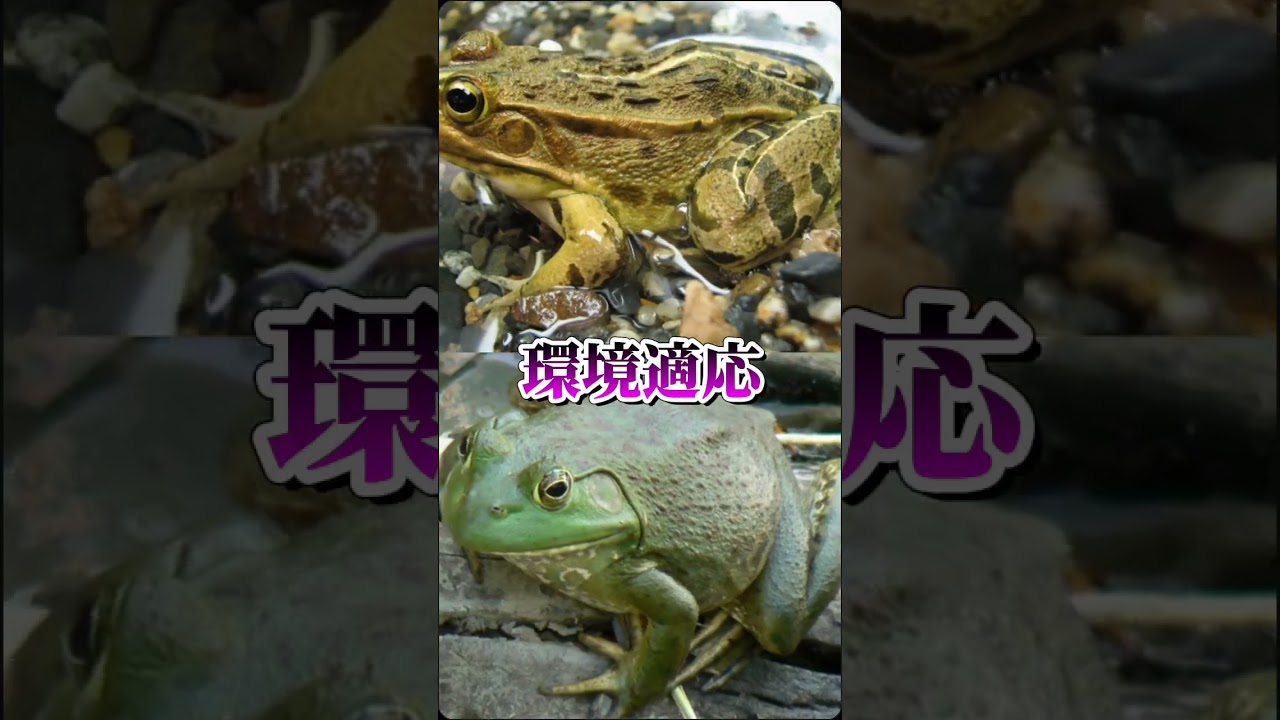 在来種VS外来種#強さ比べ