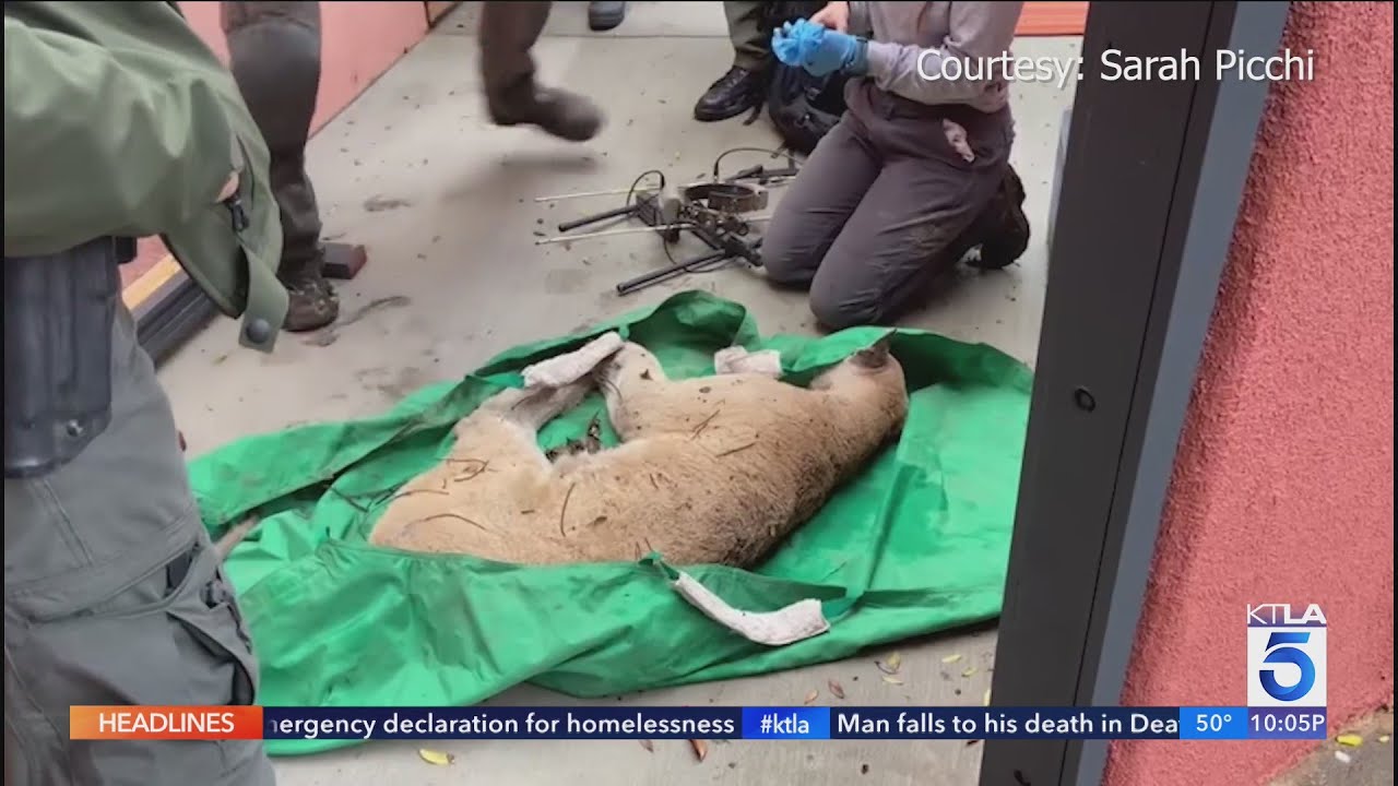 Famed mountain lion P-22 captured in Los Feliz backyard