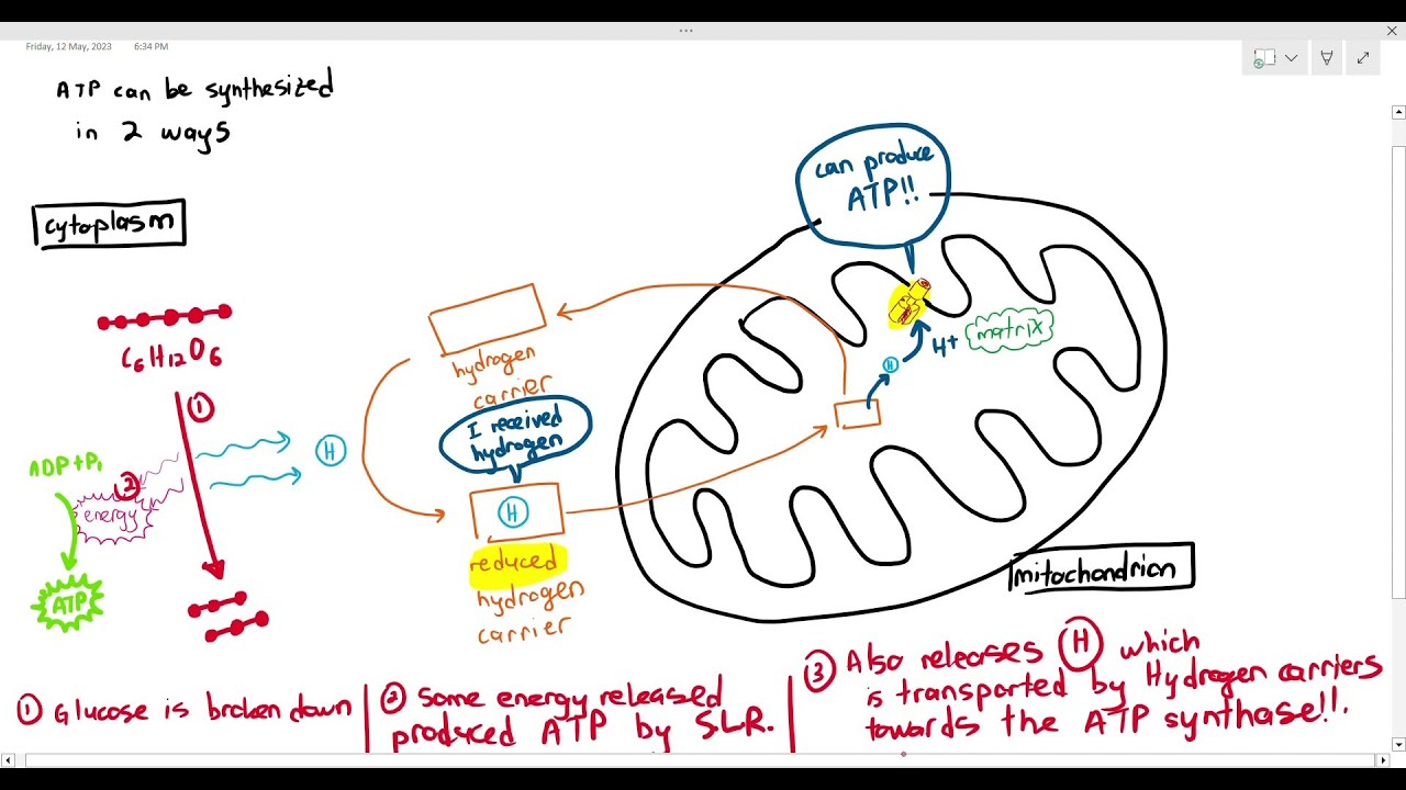 12-4 The 2 ways ATP is synthesized during Respiration (Cambridge AS A Level Biology, 9700)