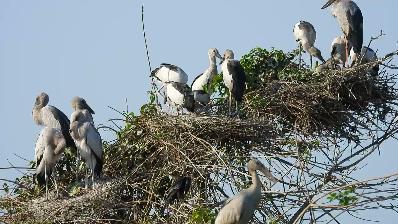 Freedom Of Bird Life Live In The Beautiful Forest and Peaceful Place  0054