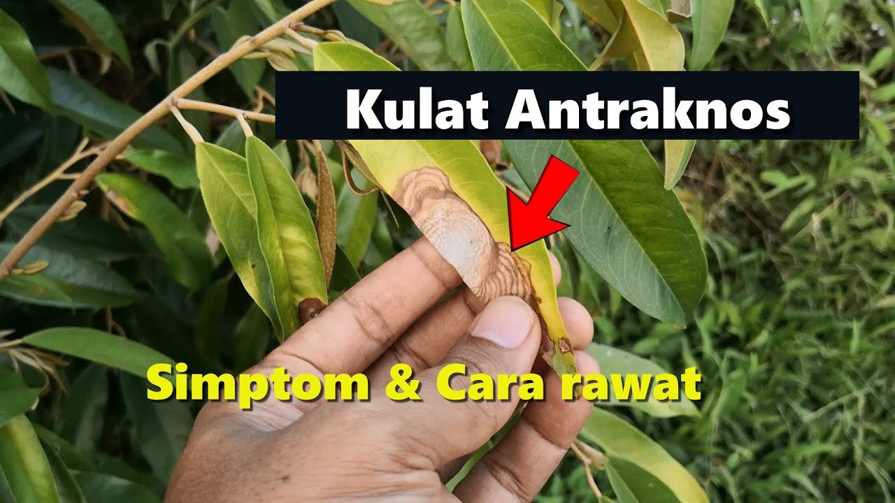 Serangan Kulat Antraknos Pokok Durian Musang King - Simptom & Cara Rawat