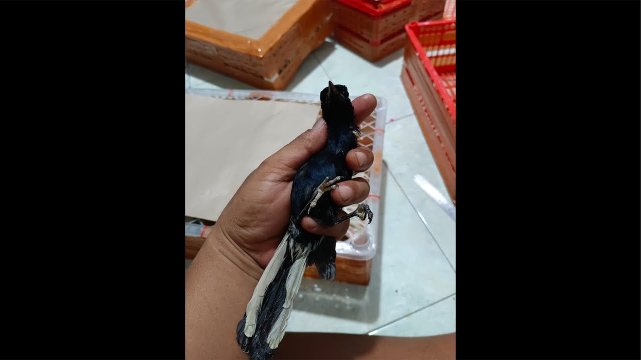 PROMO KACER HITAM KENARI WAMBI MURAI BATU 15-6-2026