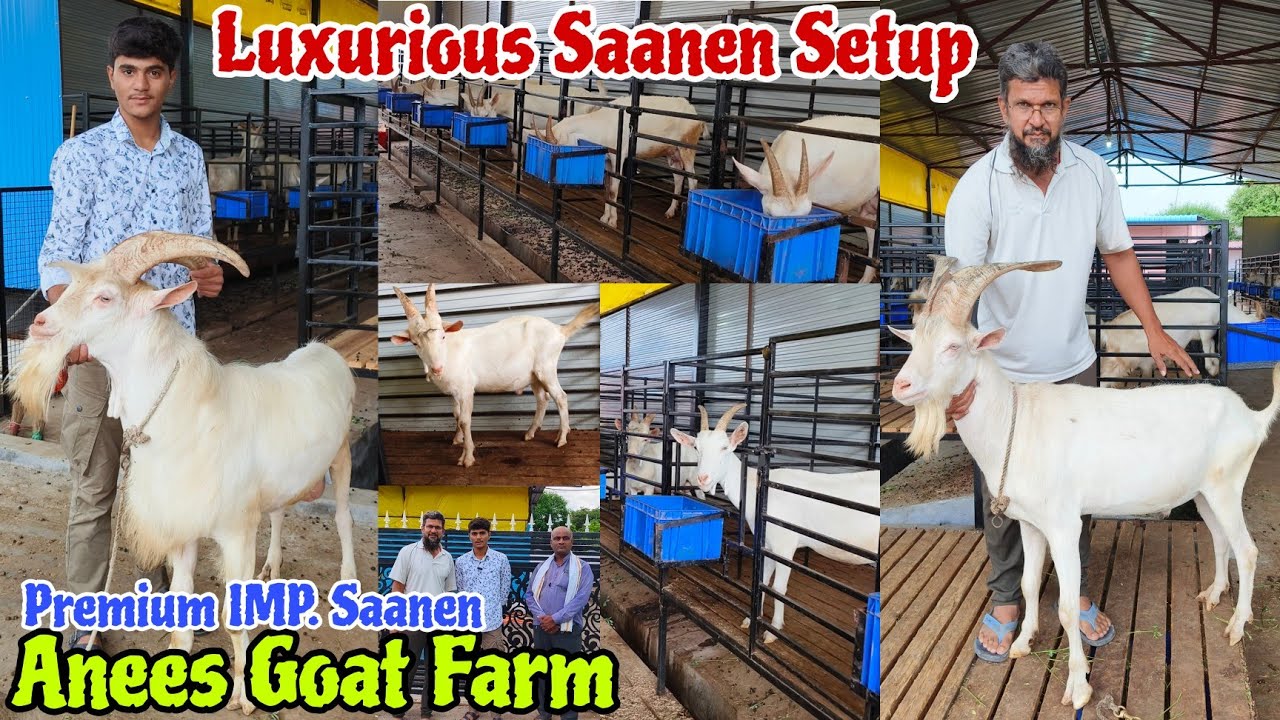 The Most Luxurious End Level Saanen Setup In Maharashtra | 9822024123 Anees Goat Farm Aurangabad