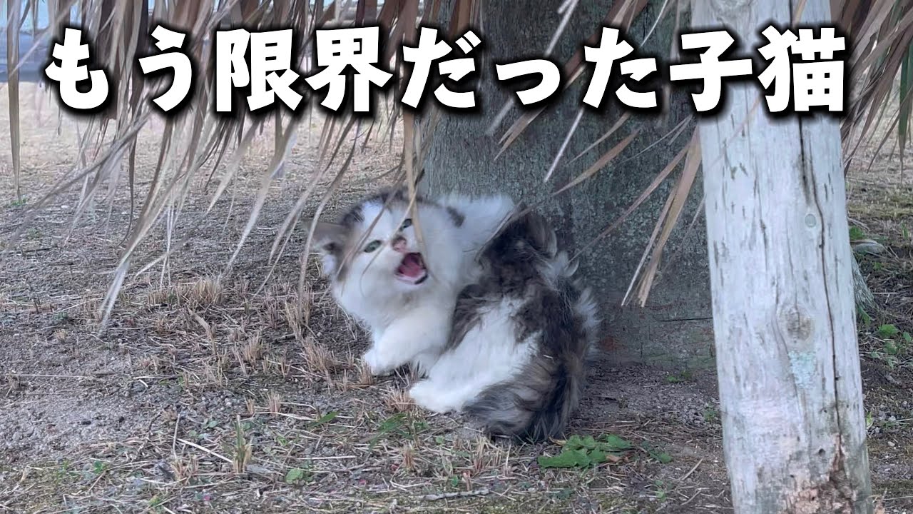 寒さと空腹で鳴く子猫を助けた日