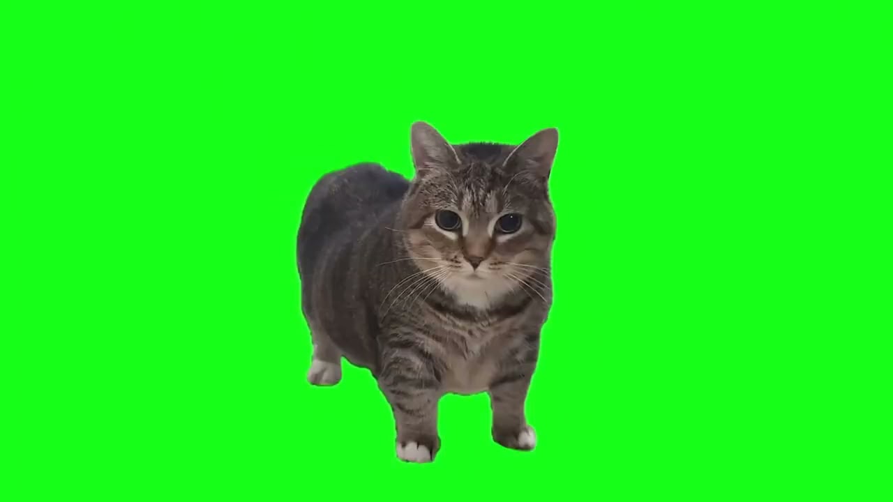OIIA OIIA Spinning Cat (Cyberpunk/Midtempo/Dark Clubbin)