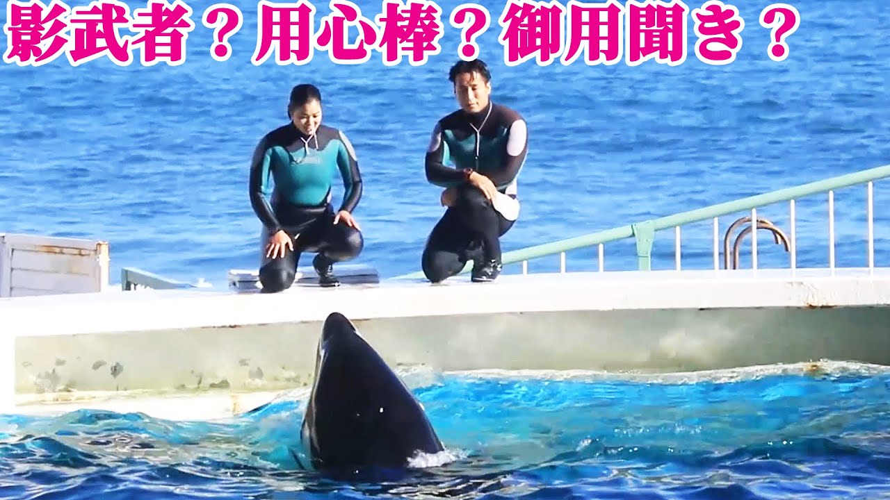 1月もズブ濡れパフォーマンス全開!! 鴨川シーワールド シャチショー KamogawaSeaWorld  orca killerwhale