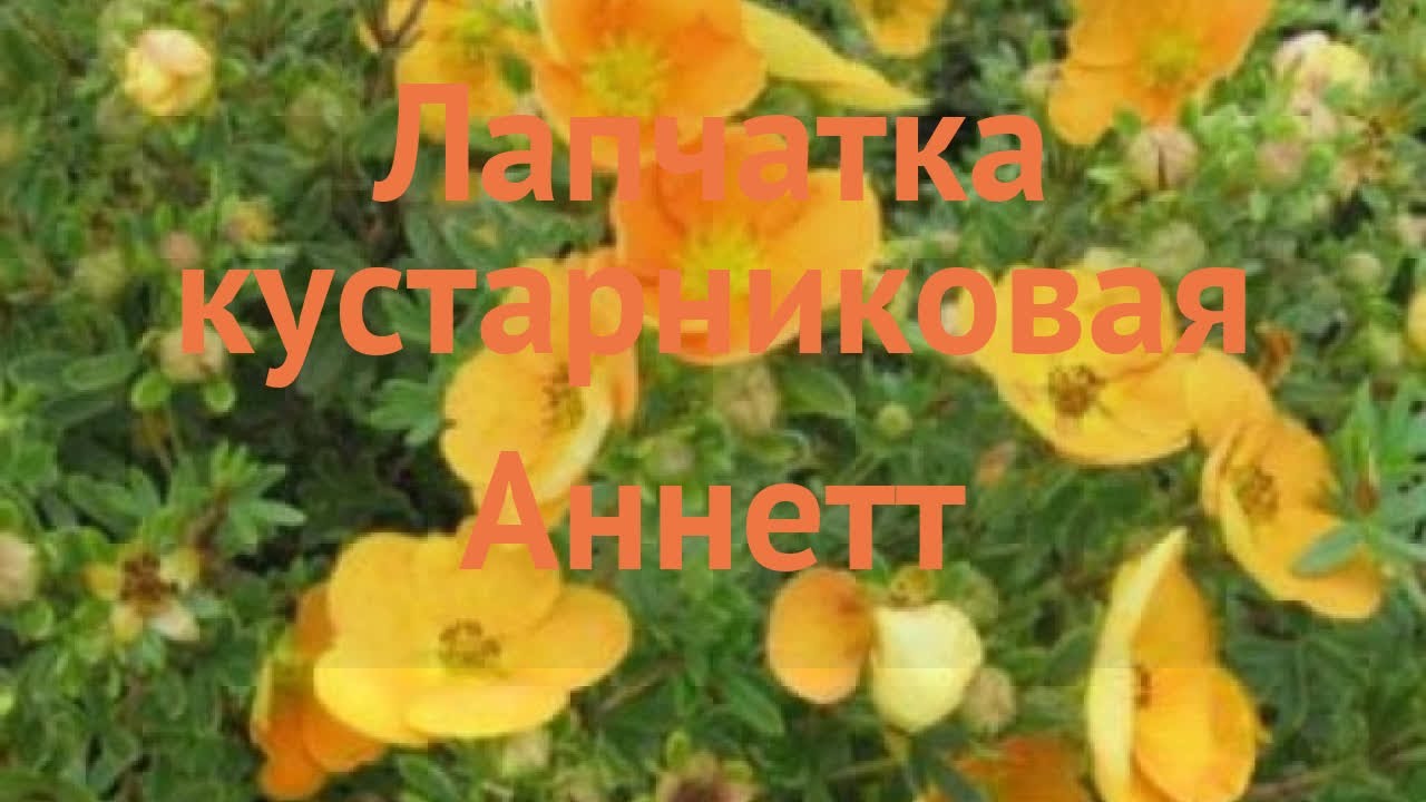 Лапчатка кустарниковая Аннетт 🌿 обзор: как сажать, саженцы лапчатки Аннетт