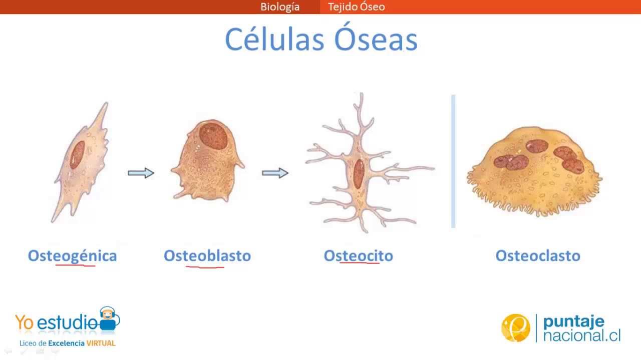 Tejido Óseo