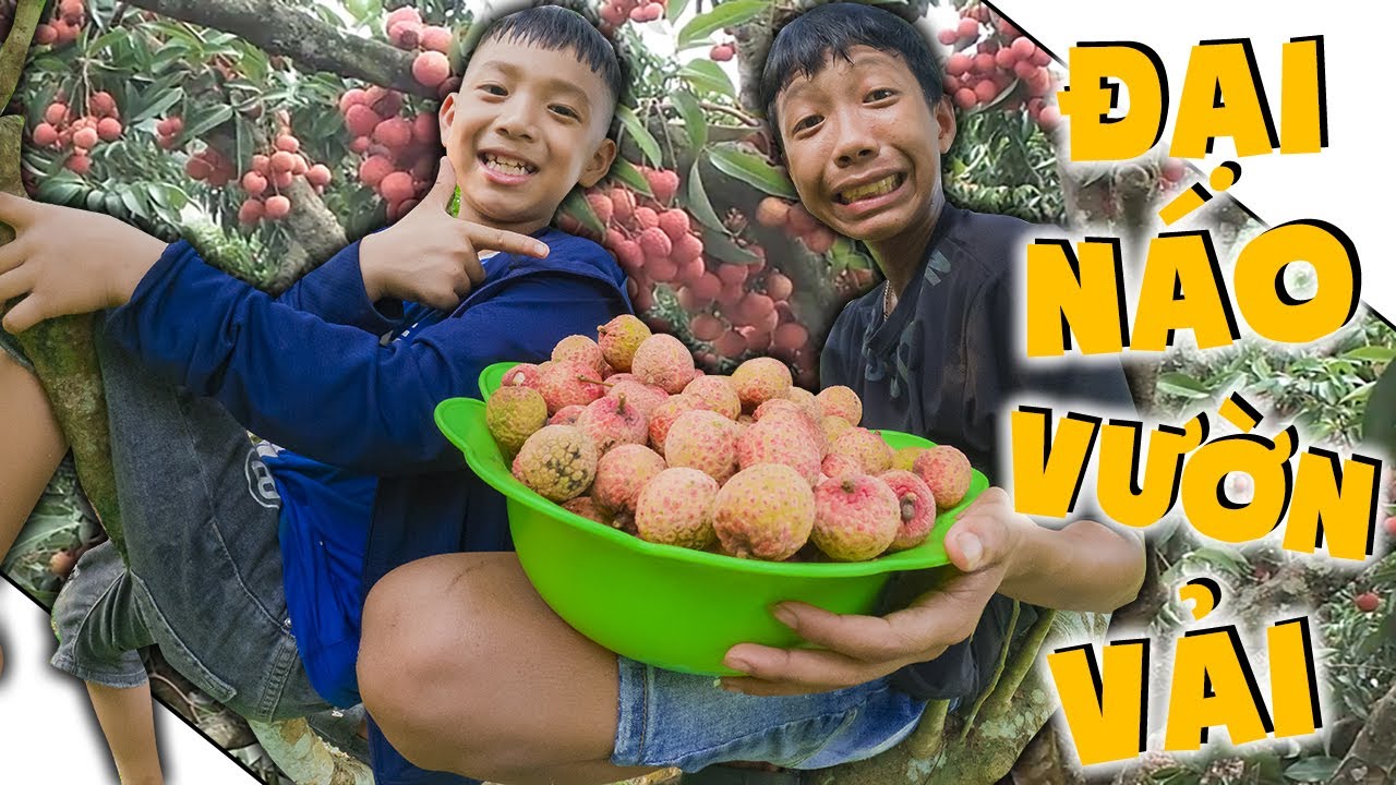 Thái Chuối| Đại Náo Vườn Vải - Làm Chậu Vải Dầm Sữa Chua Mát Lạnh