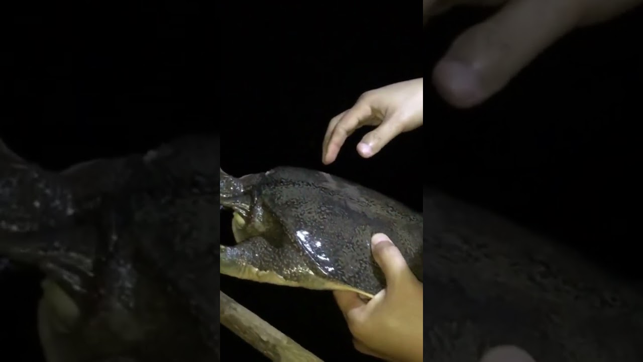 Bulus monster sungai kalimantan 