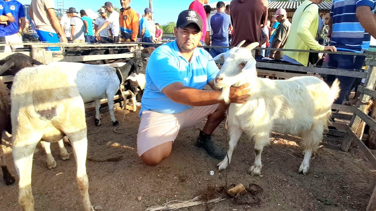 A FEIRA DE CAPRINOS E OVINOS DE FOLHA MIÚDA ALAGOAS NORDESTE 15/12/2024 #nordeste