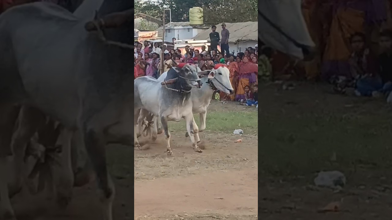 3 no. खेळ sakoli shankarpat sakoli pat