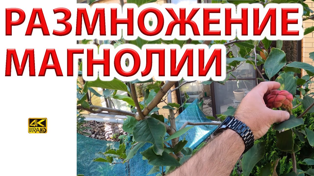 Как размножать Магнолию. Семена, черенки, отводки.