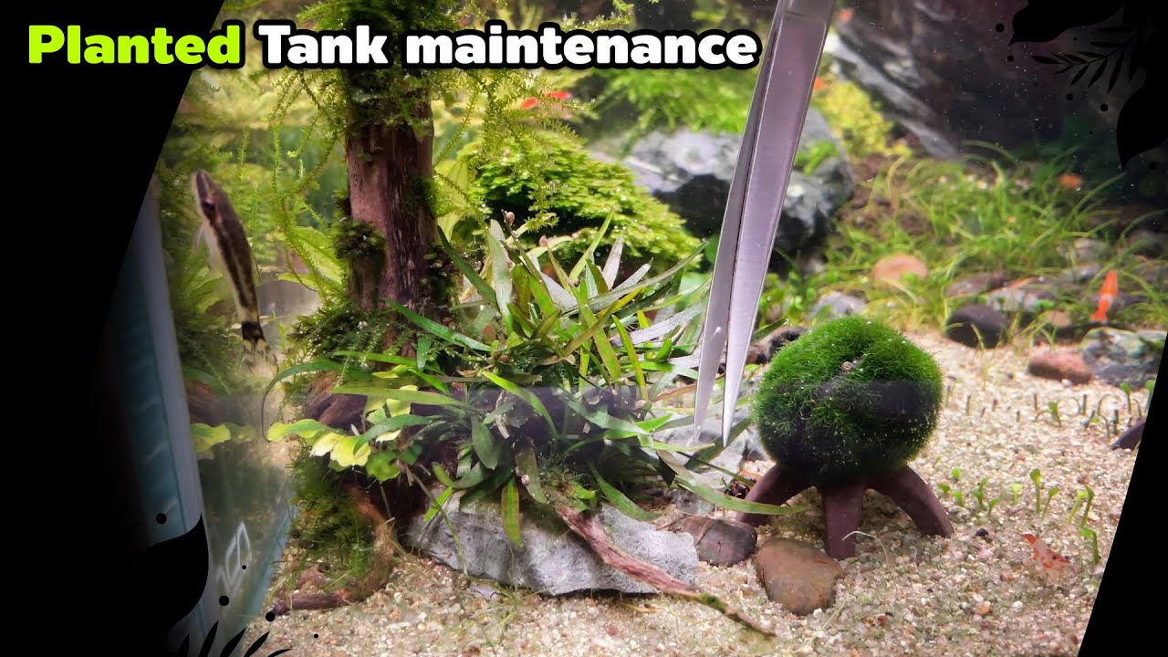 ตัดแต่งต้นไม้น้ำ เปลี่ยนน้ำตู้ไม้น้ำแบบเต็มระบบ : Planted Tank Maintenance