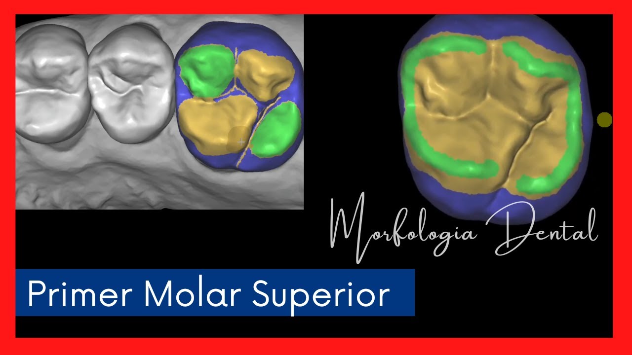 Primer Molar Superior MORFOLOGIA DENTAL💥