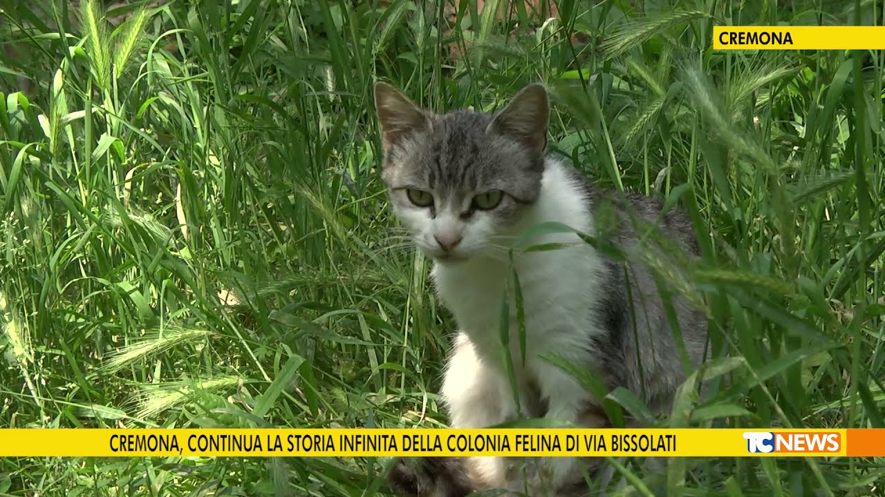Cremona, continua la storia infinita della colonia felina di via Bissolati