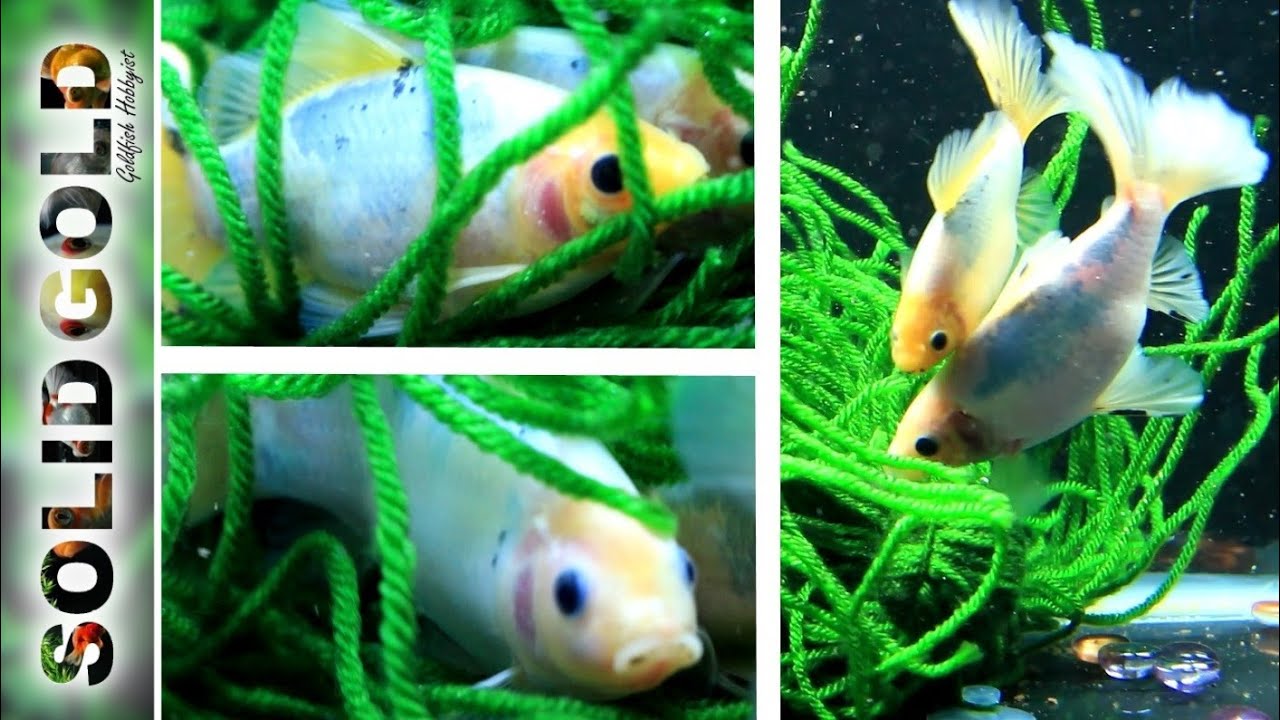 Spawning Goldfish