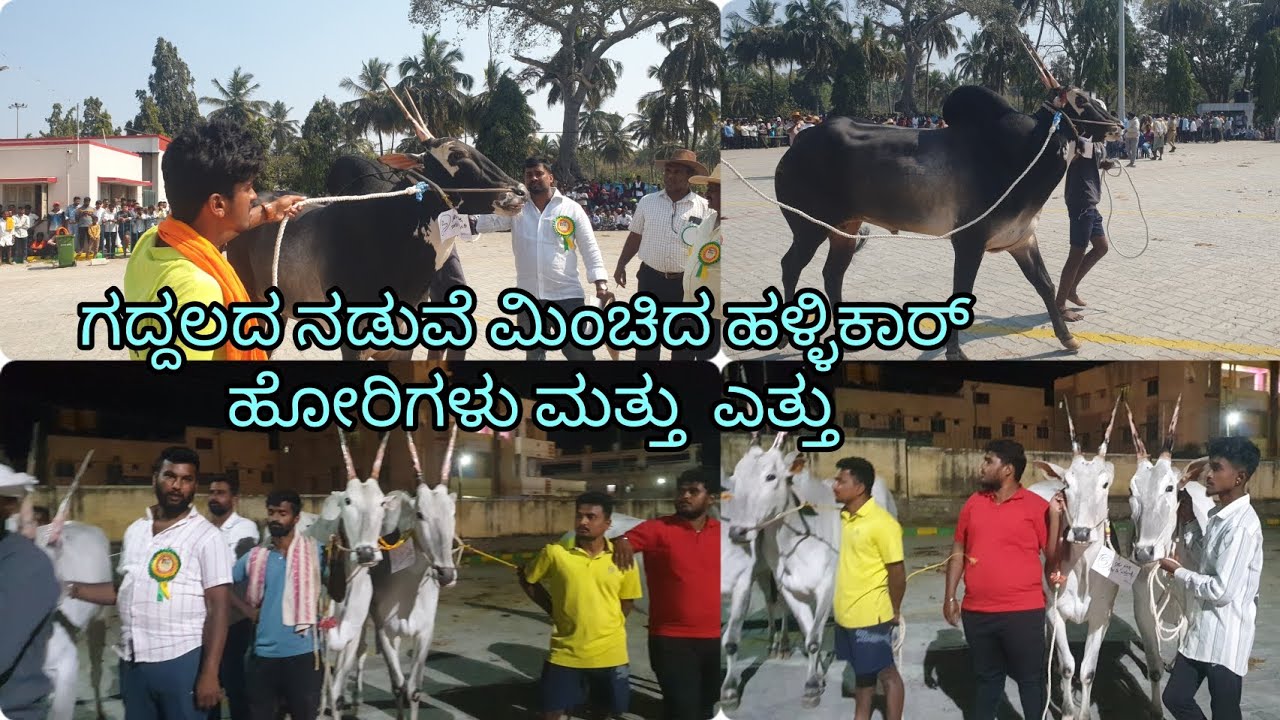 ಗದ್ದಲದ ನಡುವೆಯೂ ಮಿಂಚಿದ ಹಳ್ಳಿಕಾರ್ ಹೋರಿಗಳು ಮತ್ತು ಎತ್ತು