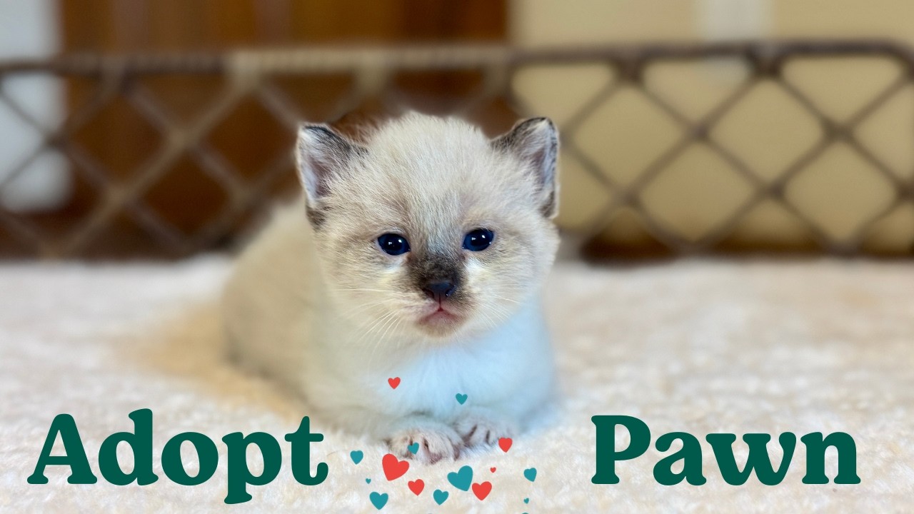 Pawn | chatty, confident, impossibly cute