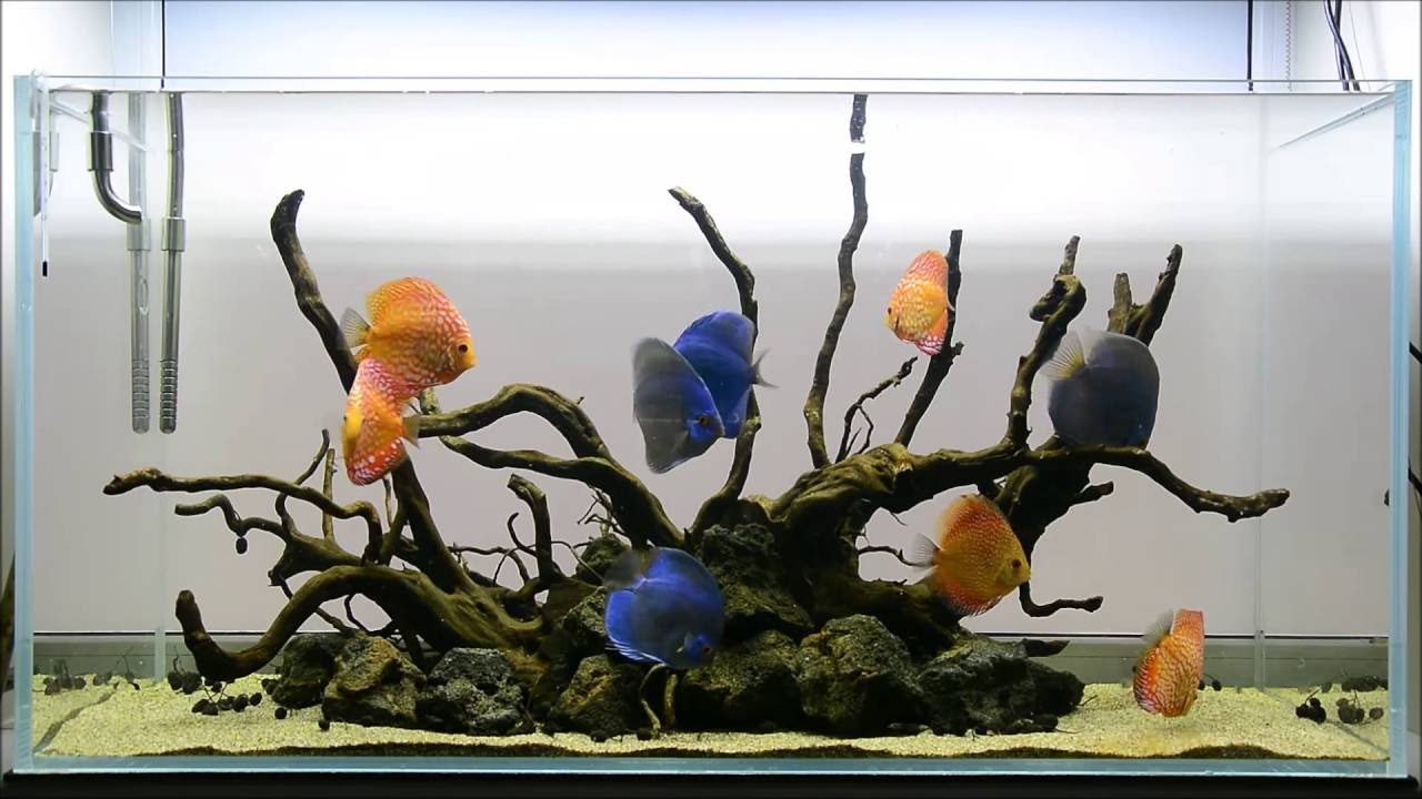 Aquasharks galerija. 324 L diskusų akvariumas. Maitinimas.