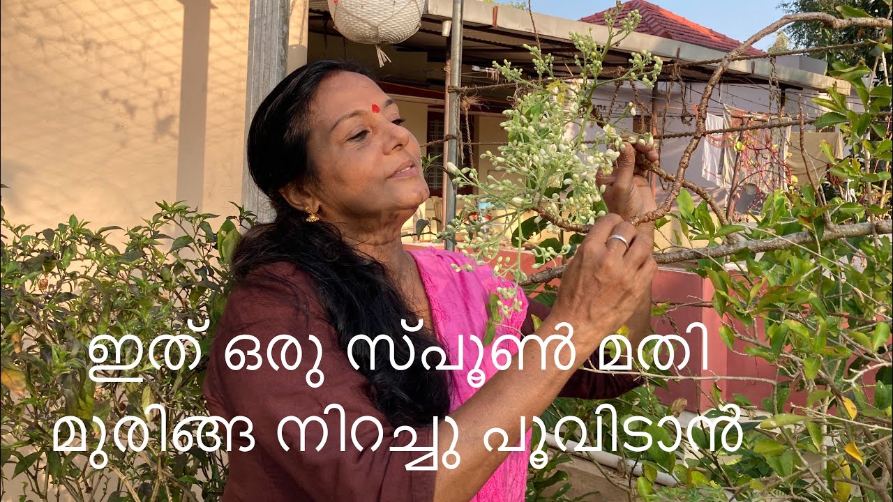 ഇത് ഒരു സ്‌പൂൺ മതി മുരിങ്ങ നിറച്ചു പൂവിടാൻ