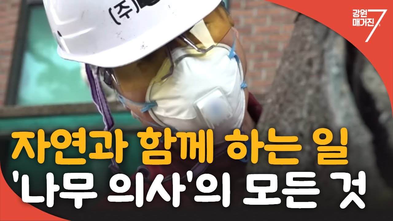 [일터로의 여행] 나무 의사의 하루 / 강원매거진7 / G1방송 / 20240426