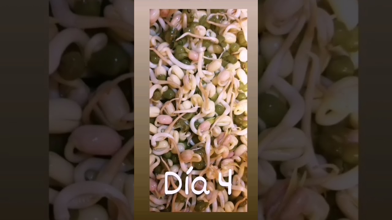 Germinado de Soja