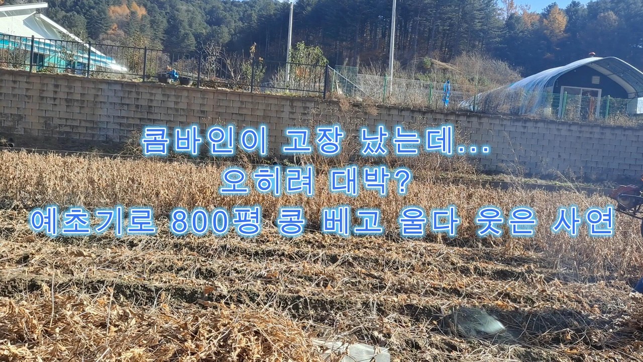콤바인이 고장 났는데... 오히려 대박? 예초기로 800평 콩 베고 울다 웃은 사연