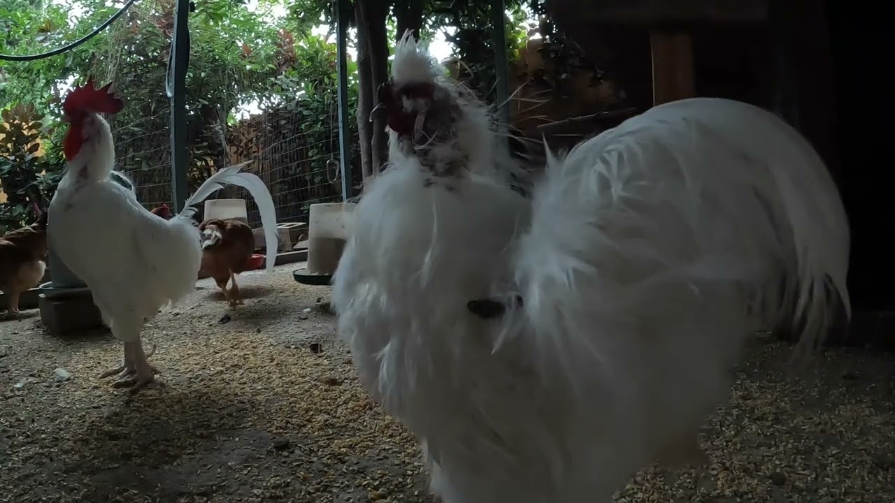 Backyard Chickens Morning Sunrise Long Video Sounds Noises Hens Clucking Roosters Crowing!