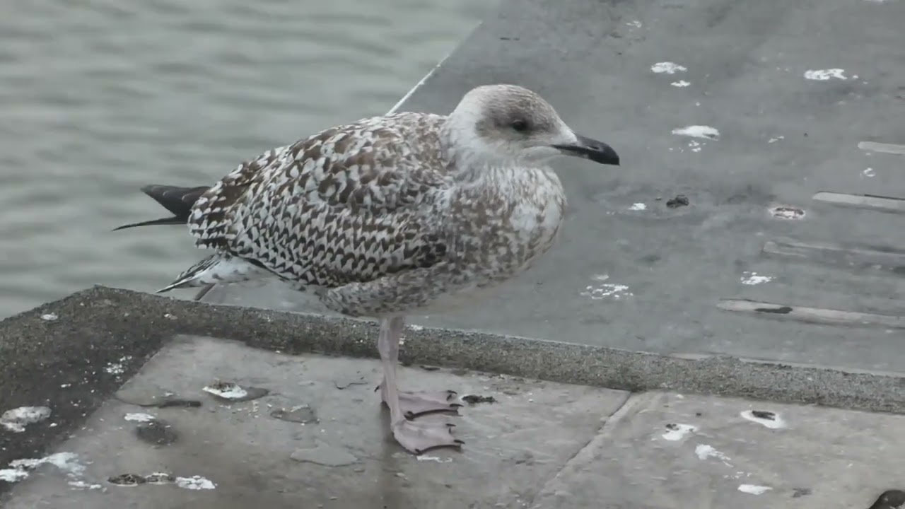 Herring Gull, Larus argentatus, 1cy, Den Helder, NH, the Netherlands, 8 Oct 2025 (190)