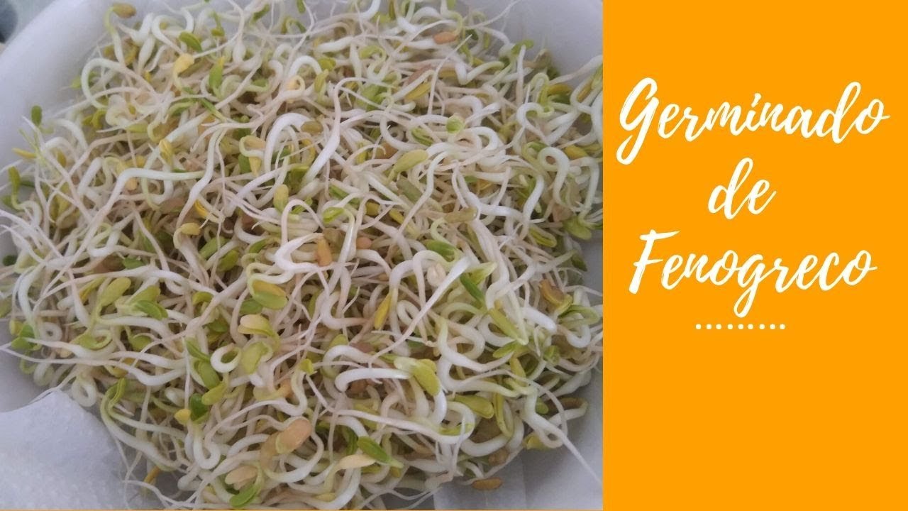 GERMINADO DE FENOGRECO EN CASA