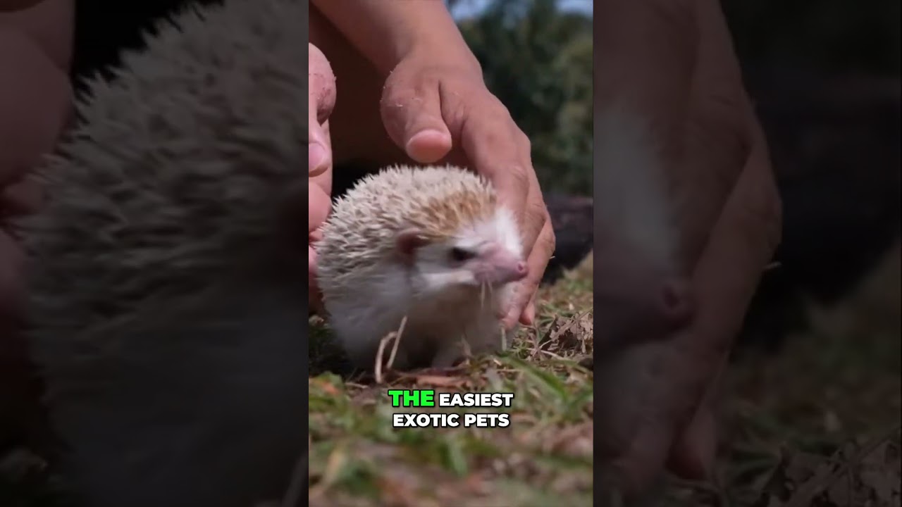 Hedgehog Facts: The Easiest Exotic Pet to Own & Care For!