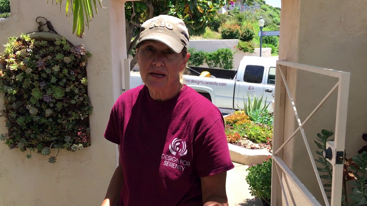Succulent Garden Walk Through and How to Spot Pests
