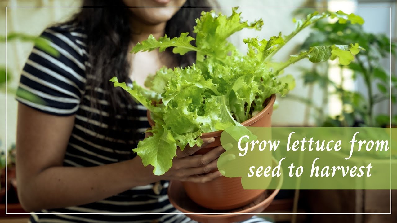Saving long leggy seedlings | How to transplant lettuce seedling | Balcony Garden