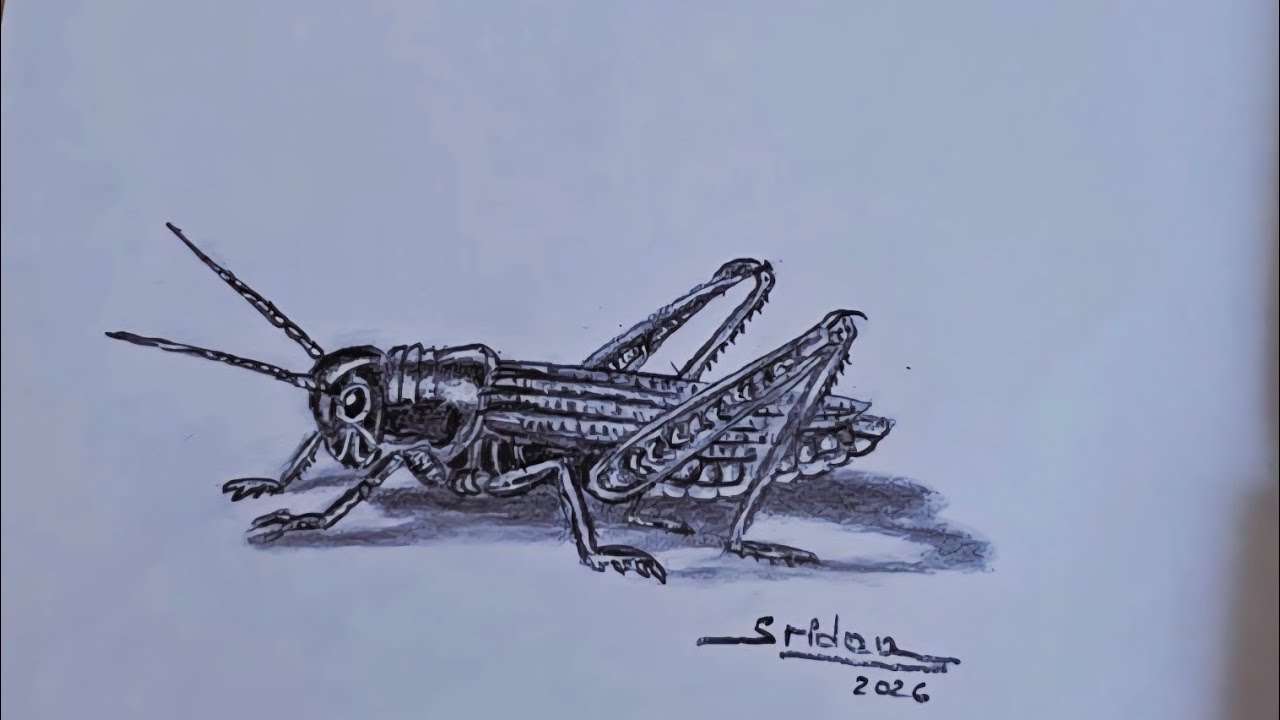 Grass hopper drawing 