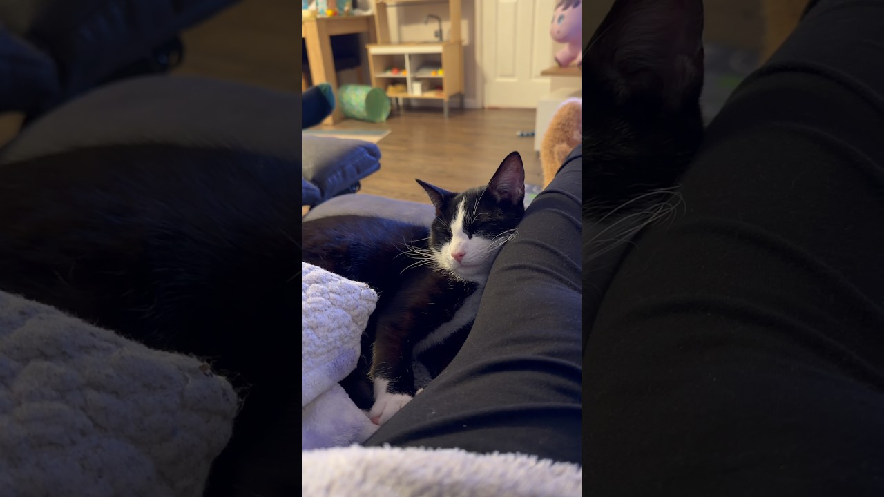 When the peace is restored 😻❤️ #catvideos #lifestyle #shorts