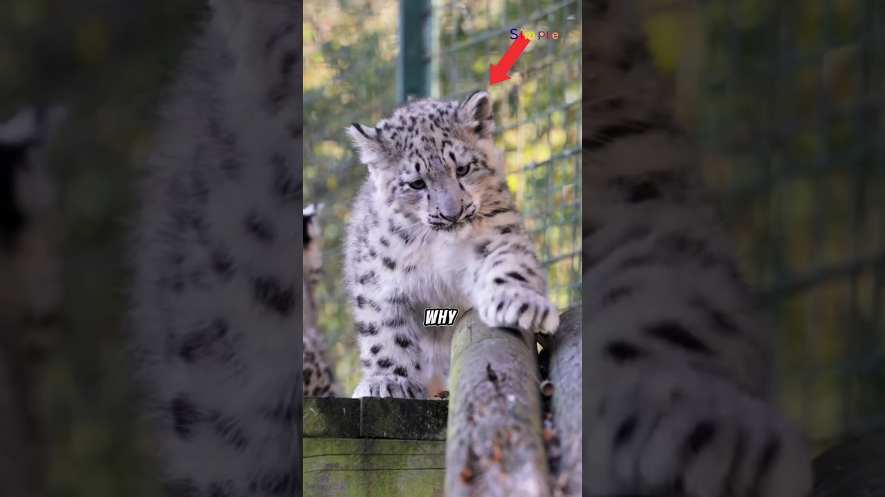 why snow leopards ignore humans 😯