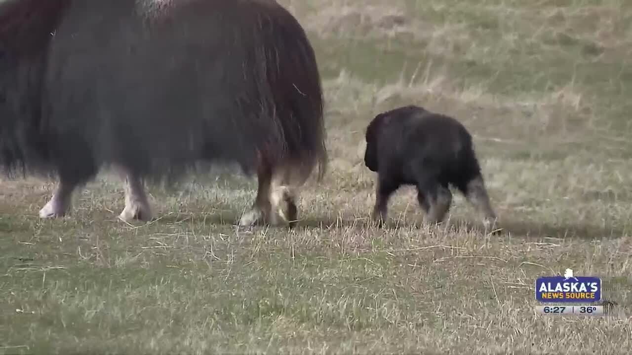 Palmer Musk Ox Farm invites moms for Mother’s Day
