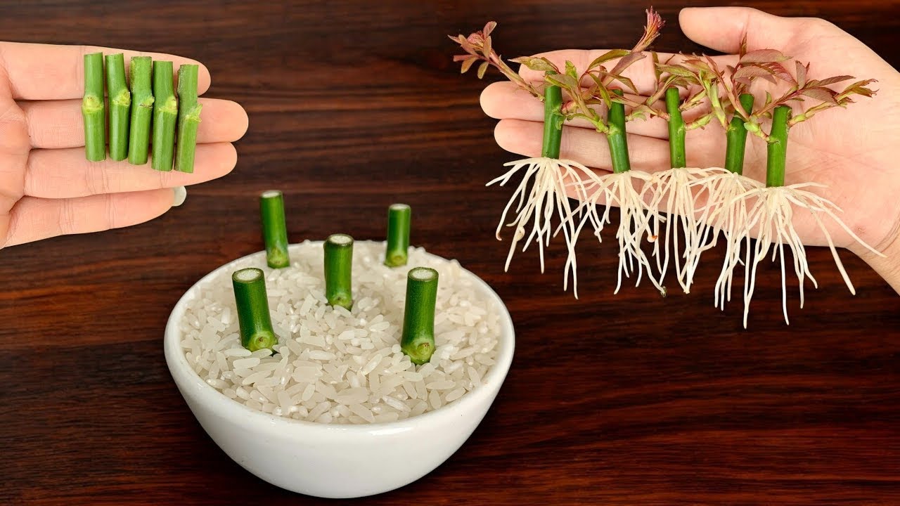 Just Rice Water! Propagate Roses at Home with Ease – No Special Tools Needed!"
