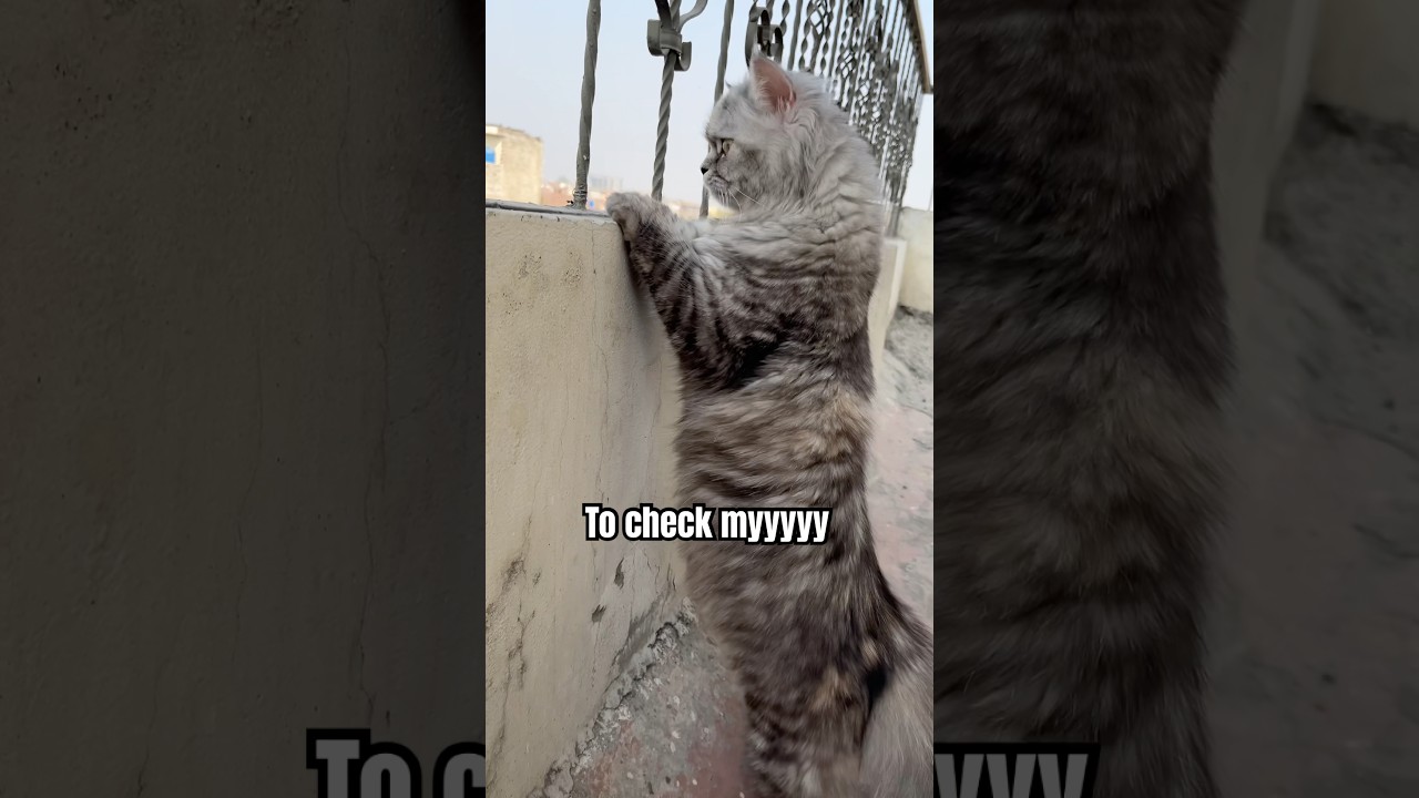 Ее утреннее расписание 😸🐾 #кошачьишорты #смешнаякошка #кошачьивидео #милаякошка #милый #котенок #...