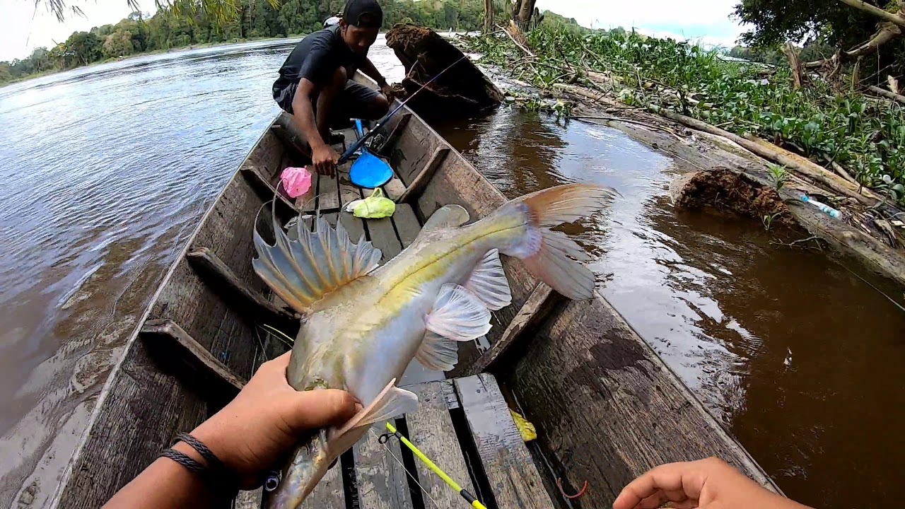 MANCING IKAN BAUNG UMPAN KUCUR HASILNYA JOSS