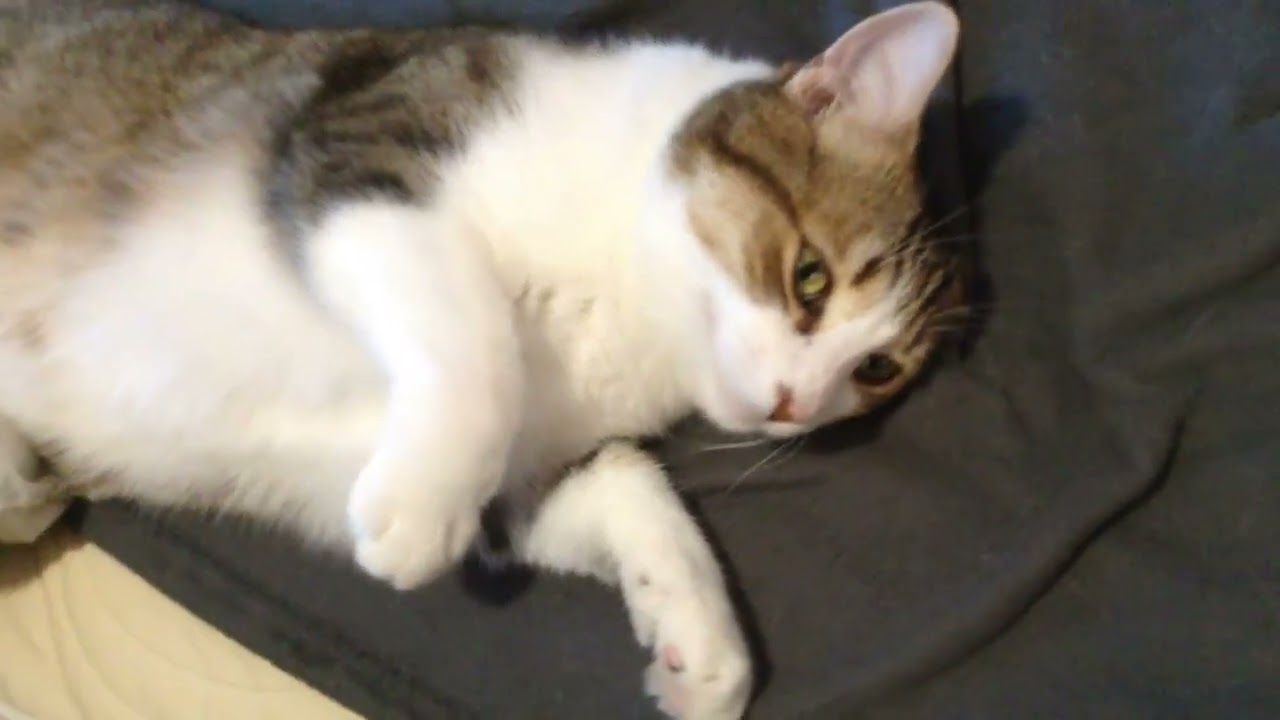 My Cat Weber Is Relaxing !!