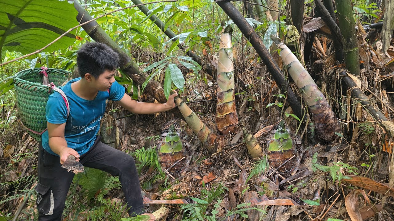 Harvesting huge bamboo shoot garden, selling and cleaning the yard, Raising chickens and pigs.